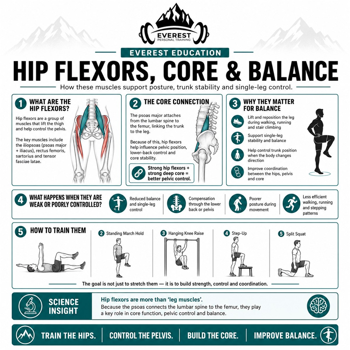 Hip Flexors, Core and Balance: The Missing Link in Better Movement